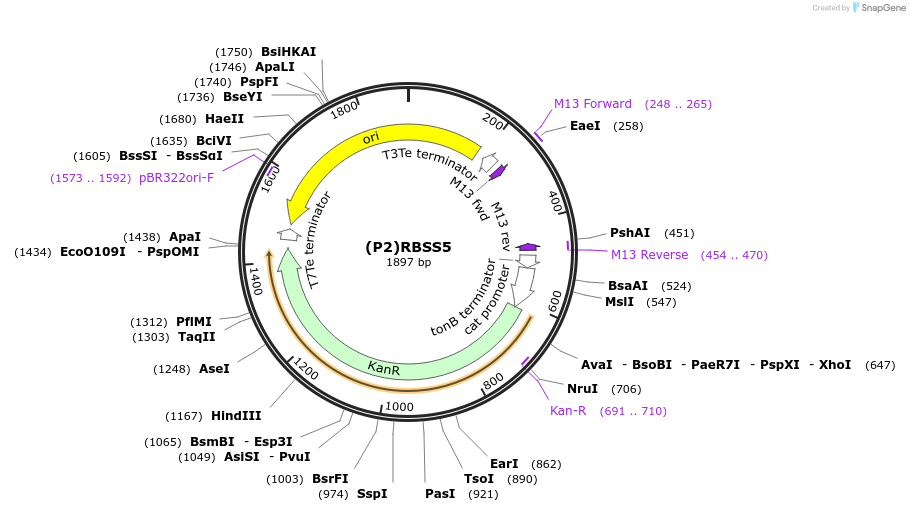 251370-plasmid-map-sequence-id-503727