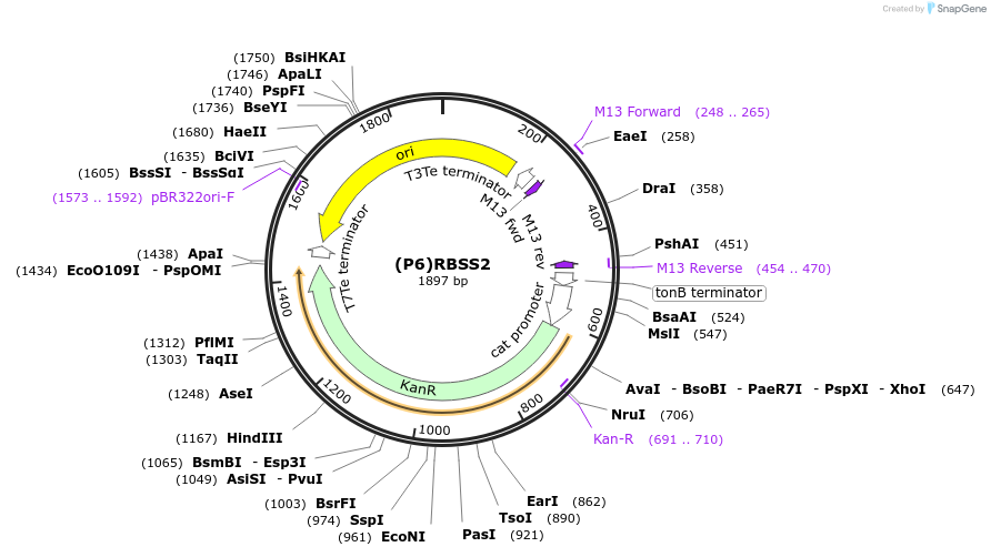 251387-plasmid-map-sequence-id-503742