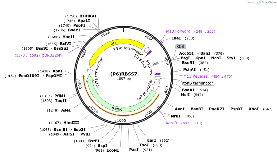 251392-plasmid-map-sequence-id-503744