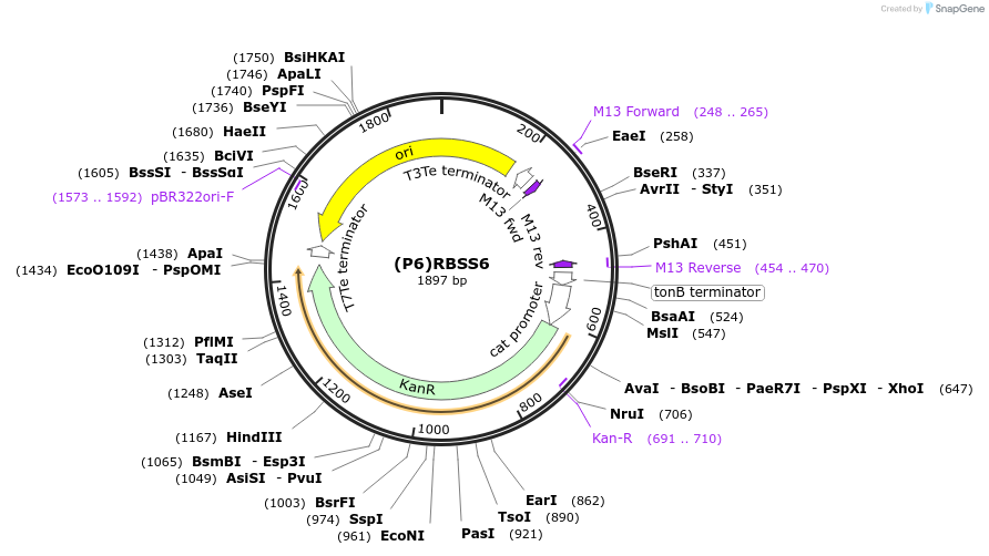251391-plasmid-map-sequence-id-503746