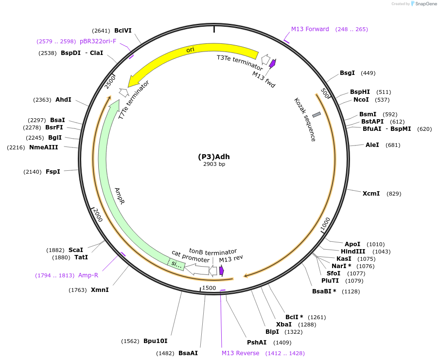 251375-plasmid-map-sequence-id-503747