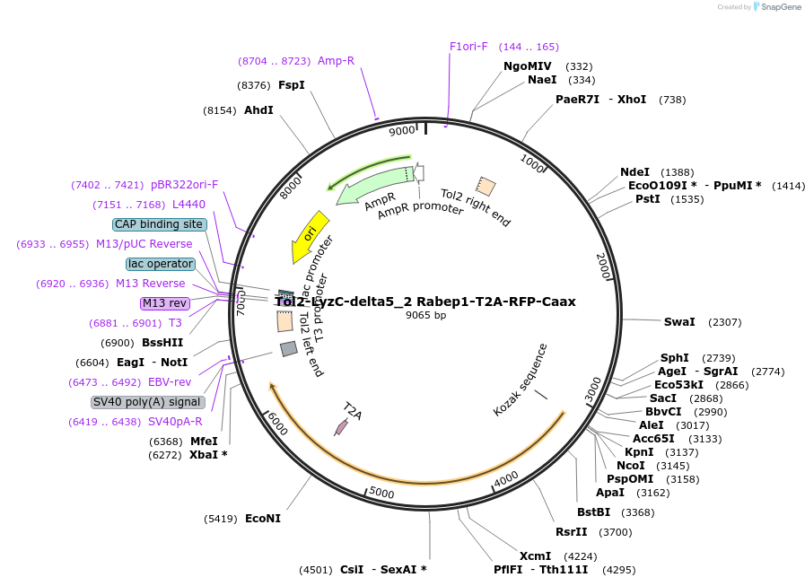 503818_map
