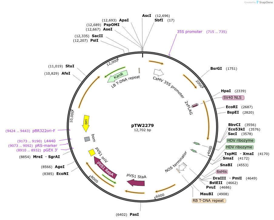 252580-plasmid-map-sequence-id-503886