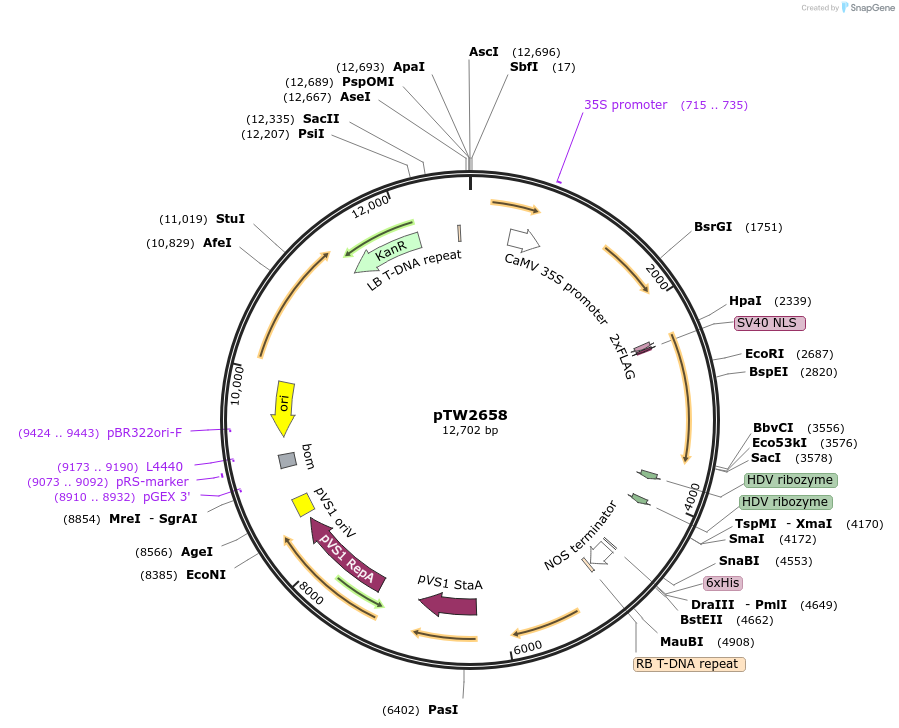 252576-plasmid-map-sequence-id-503890