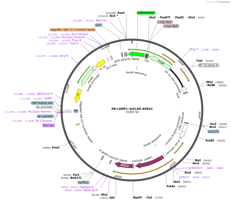 253249-plasmid-map-sequence-id-503910