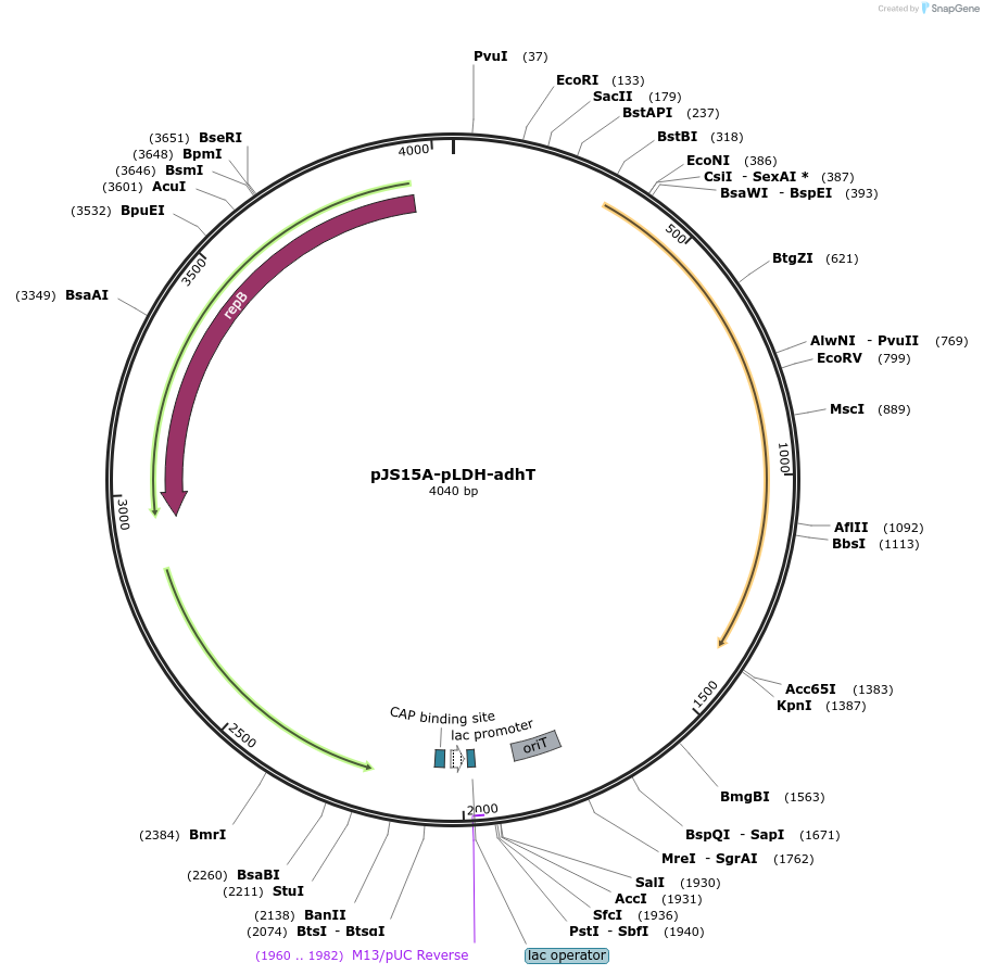 231853-plasmid-map-sequence-id-503911