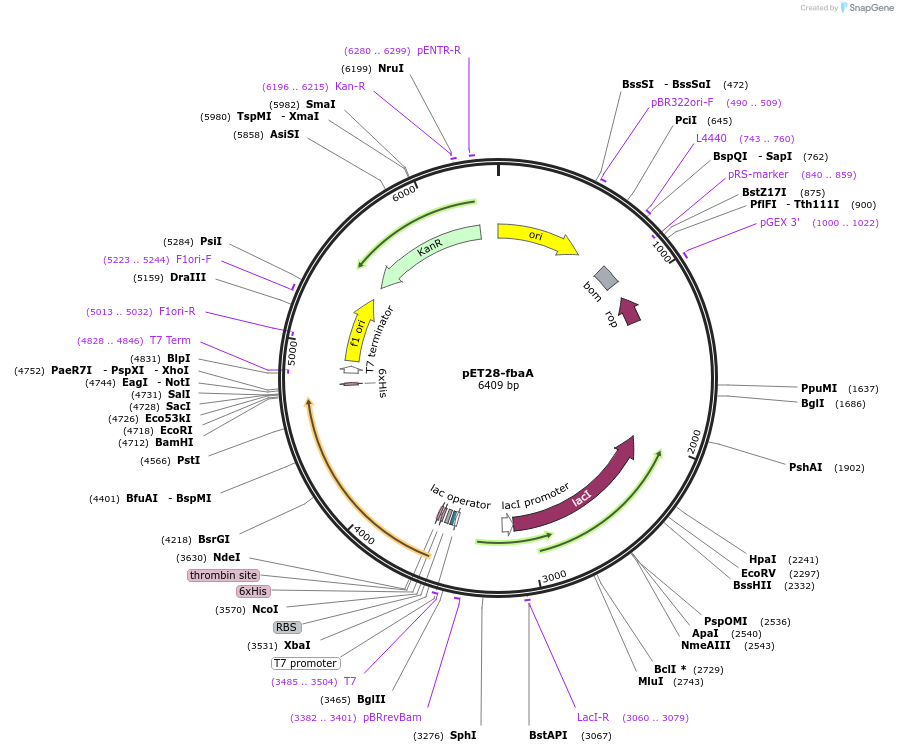252953-plasmid-map-sequence-id-503941