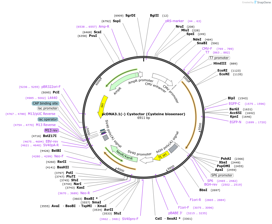 250653-plasmid-map-sequence-id-503945