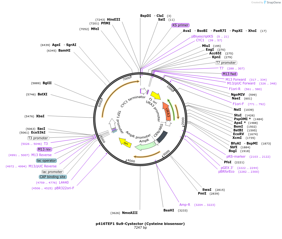 250655-plasmid-map-sequence-id-503948