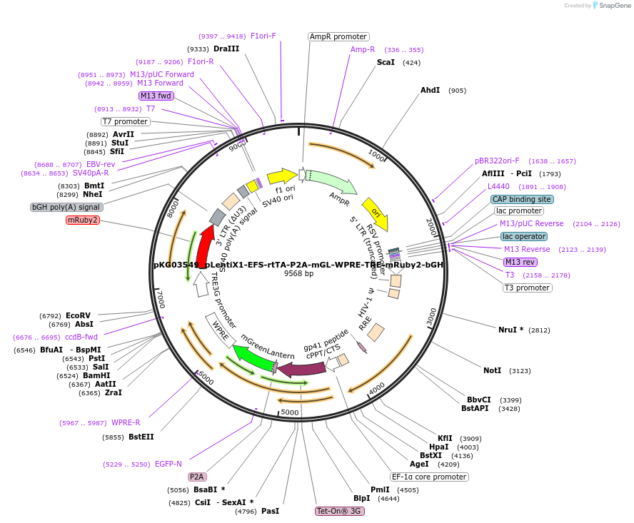 252556-plasmid-map-sequence-id-503967