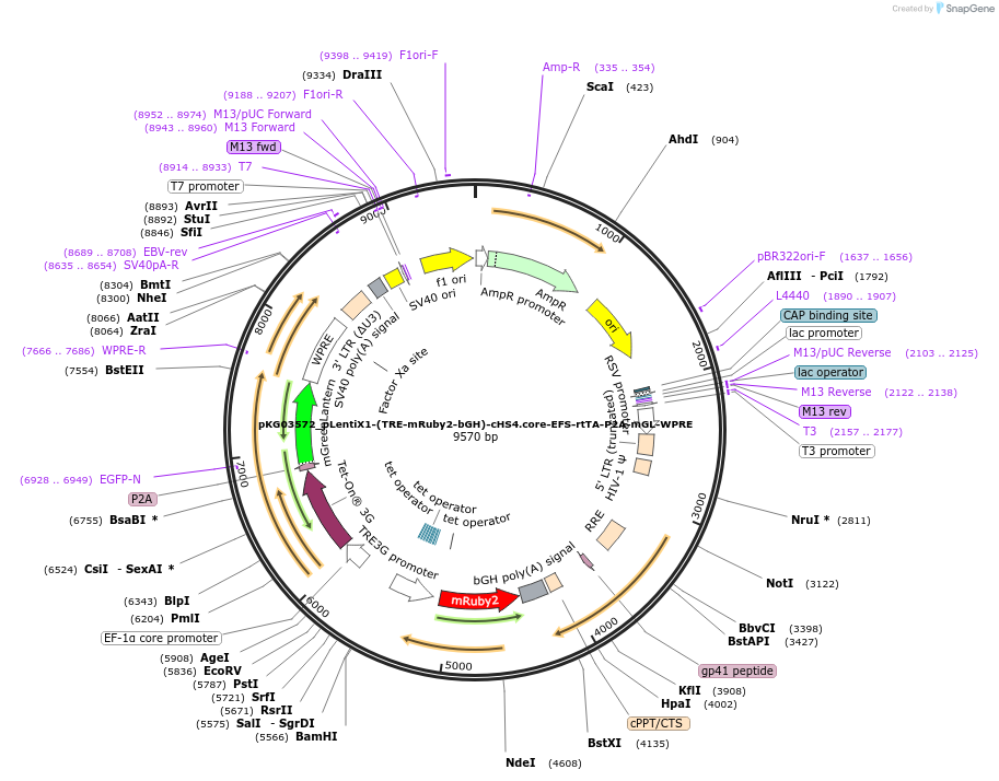 252557-plasmid-map-sequence-id-503968
