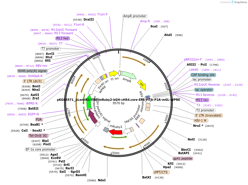252558-plasmid-map-sequence-id-503970