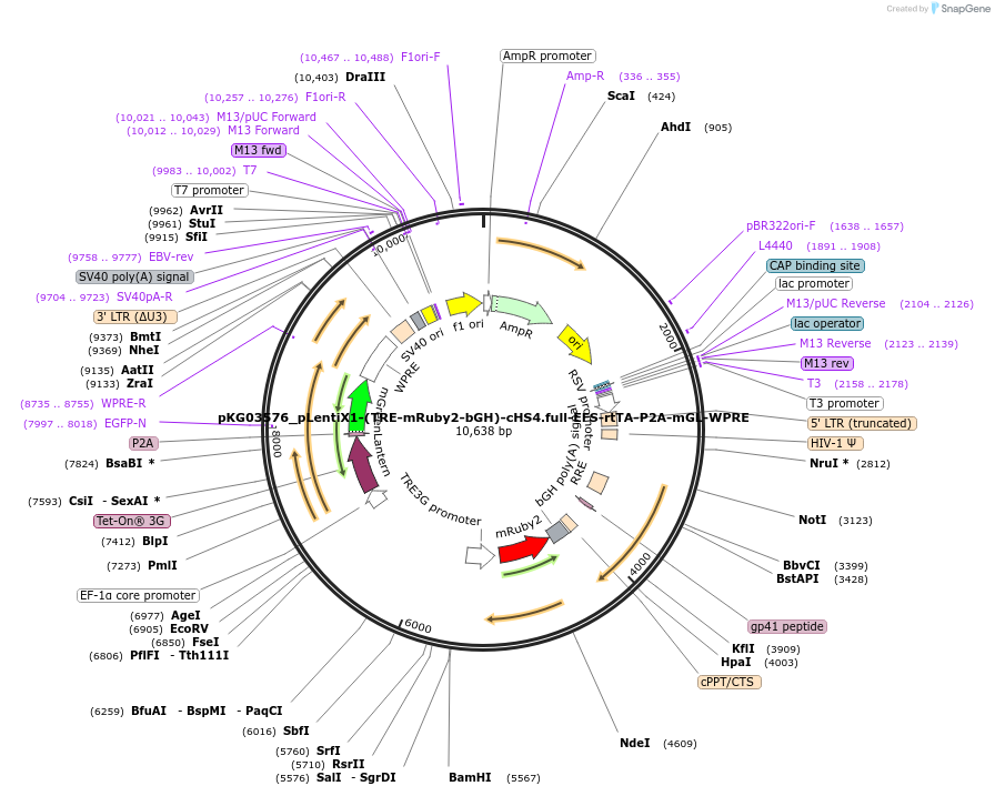 252560-plasmid-map-sequence-id-503972