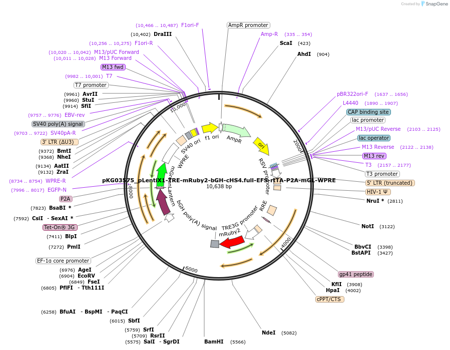 252561-plasmid-map-sequence-id-503974