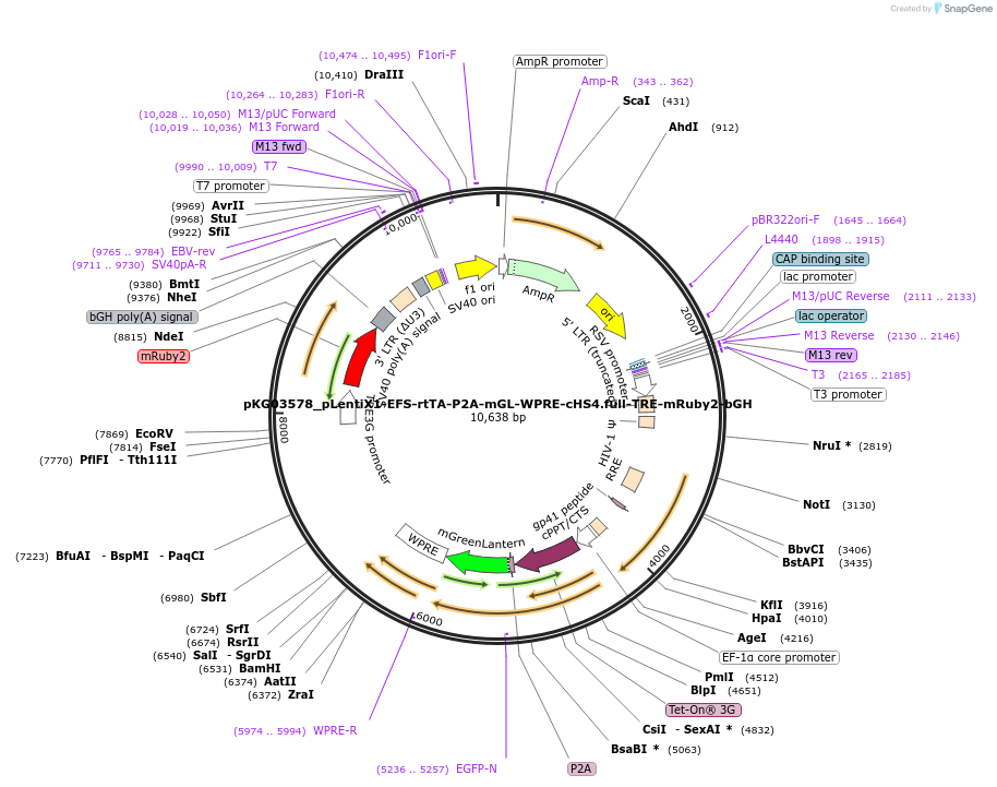 252562-plasmid-map-sequence-id-503976
