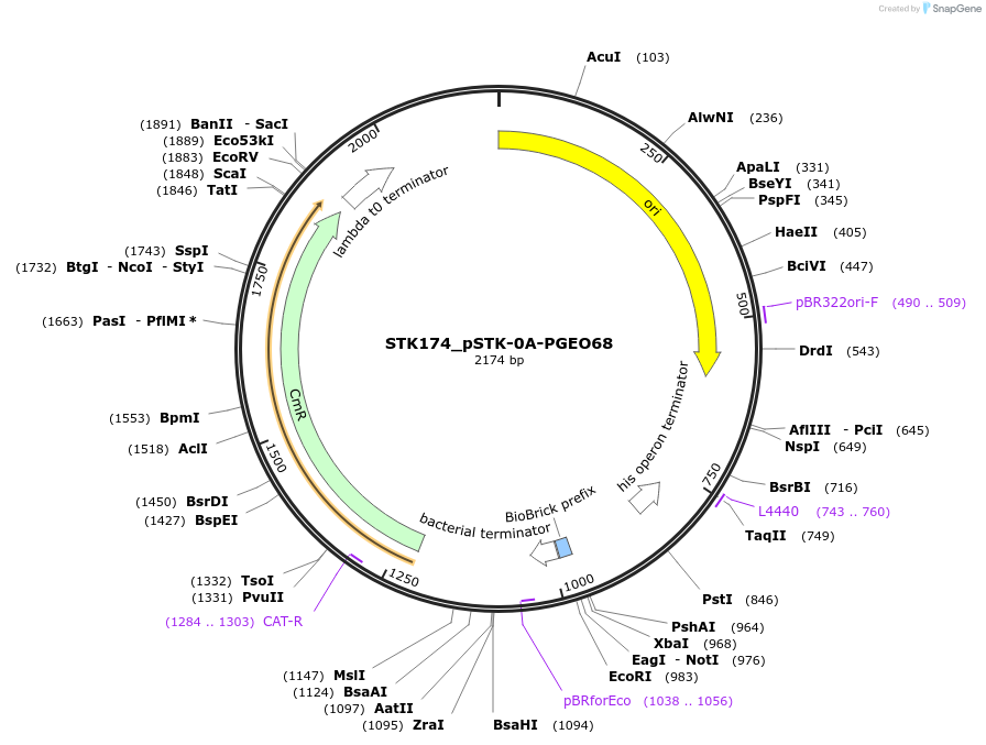 235431-plasmid-map-sequence-id-503995