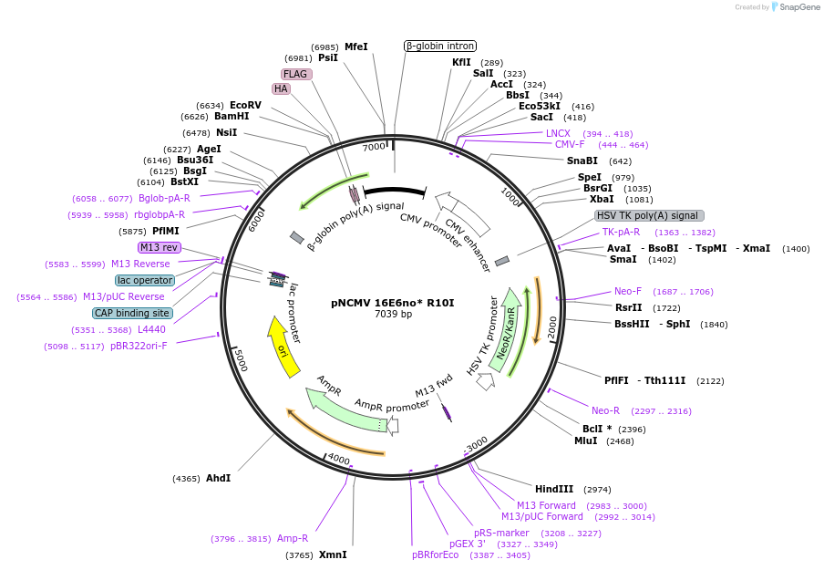 253262-plasmid-map-sequence-id-504080