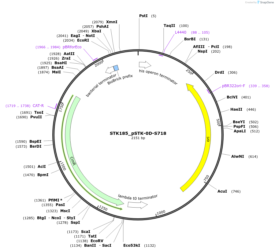 235439-plasmid-map-sequence-id-504110