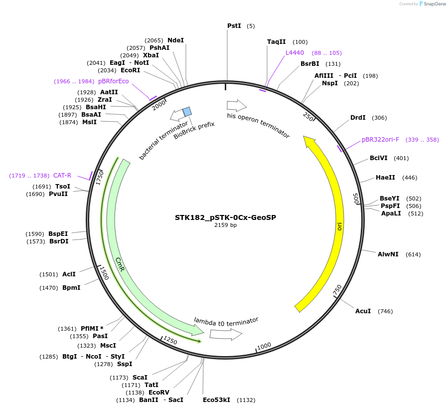 235442-plasmid-map-sequence-id-504111
