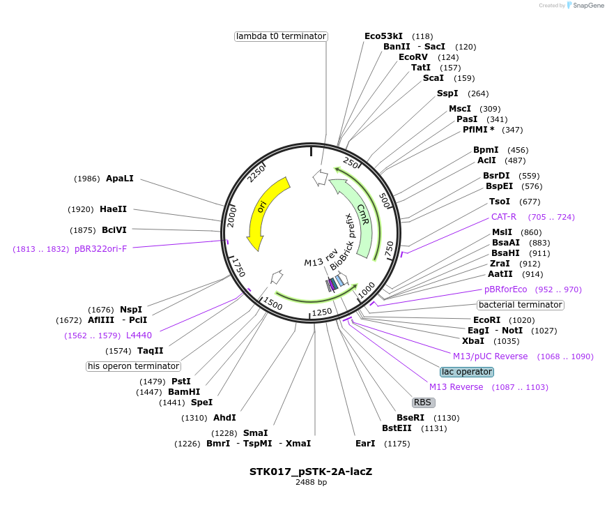 235358-plasmid-map-sequence-id-504114