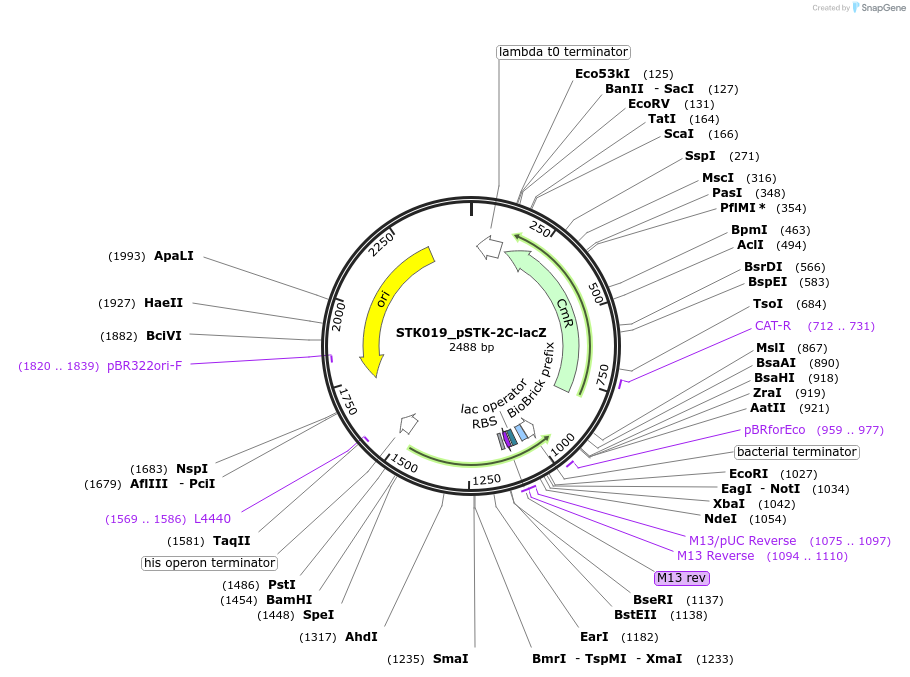 235360-plasmid-map-sequence-id-504116