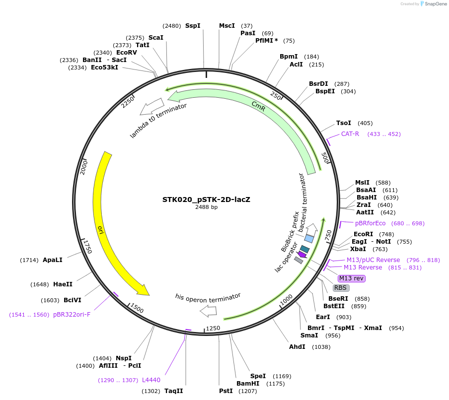 235361-plasmid-map-sequence-id-504118