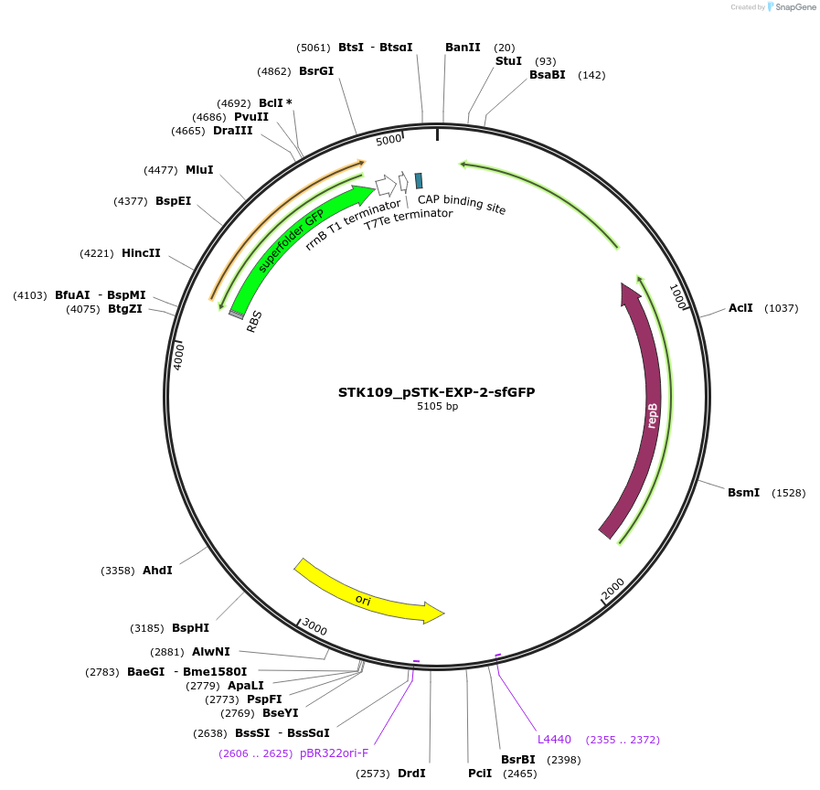 235362-plasmid-map-sequence-id-504120