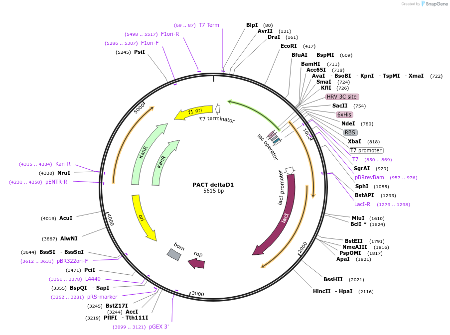 251698-plasmid-map-sequence-id-504249