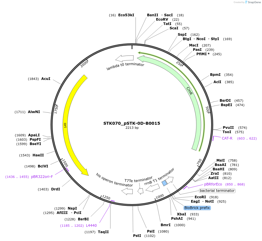 235369-plasmid-map-sequence-id-504266