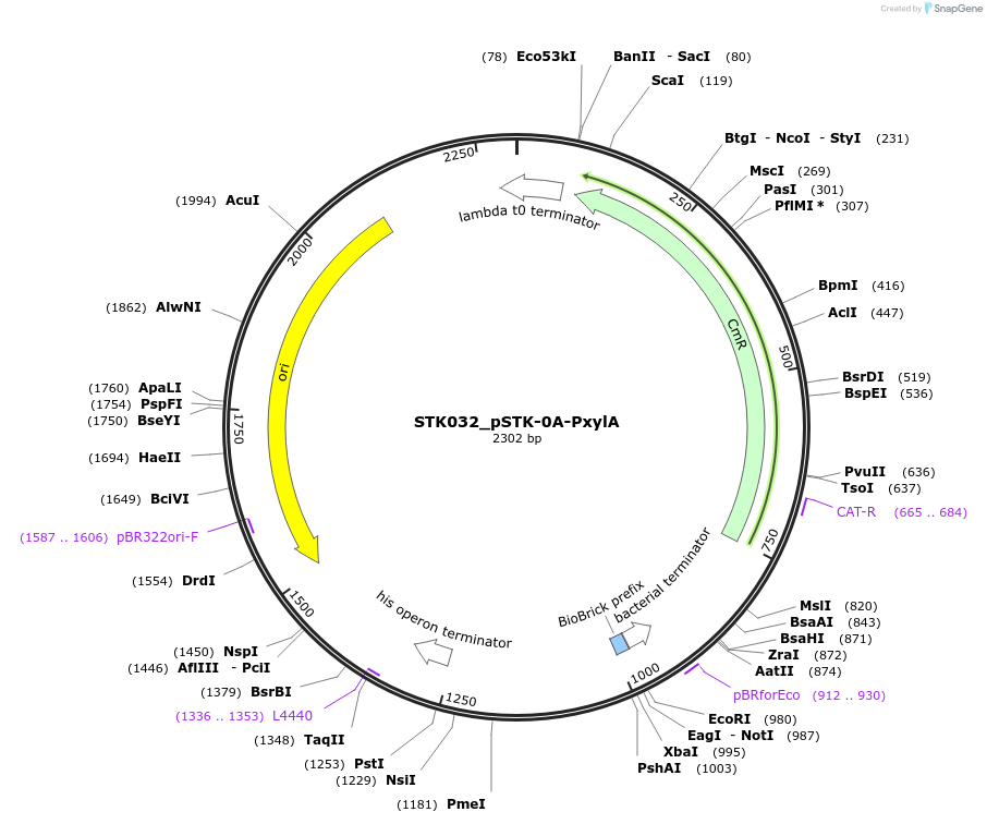 235411-plasmid-map-sequence-id-504268
