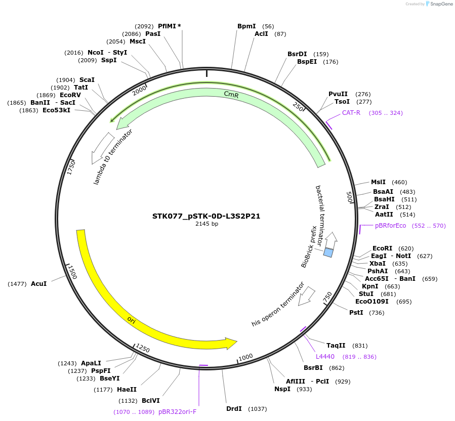 235412-plasmid-map-sequence-id-504270