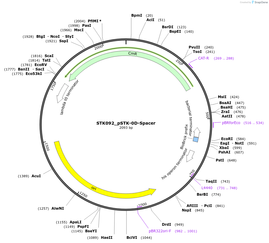 235418-plasmid-map-sequence-id-504272