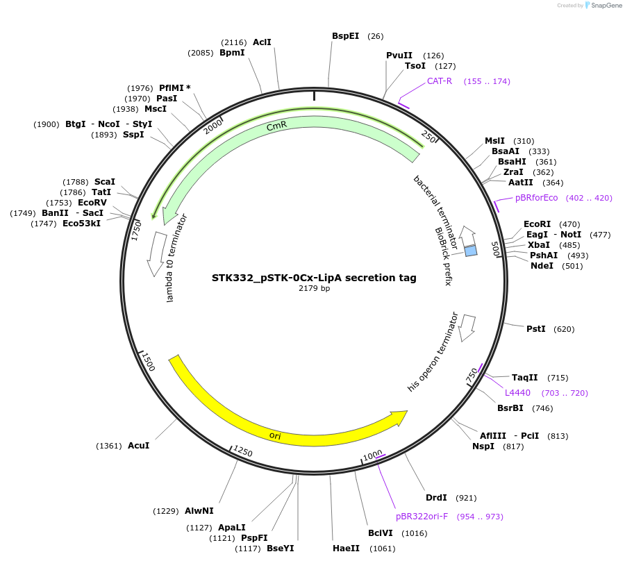 235399-plasmid-map-sequence-id-504274