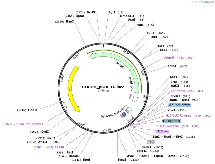 235335-plasmid-map-sequence-id-504277