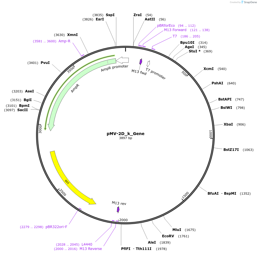 253706-plasmid-map-sequence-id-504304