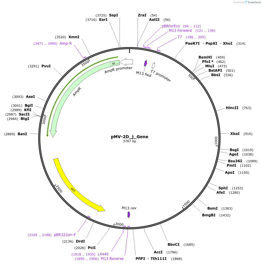 253705-plasmid-map-sequence-id-504306