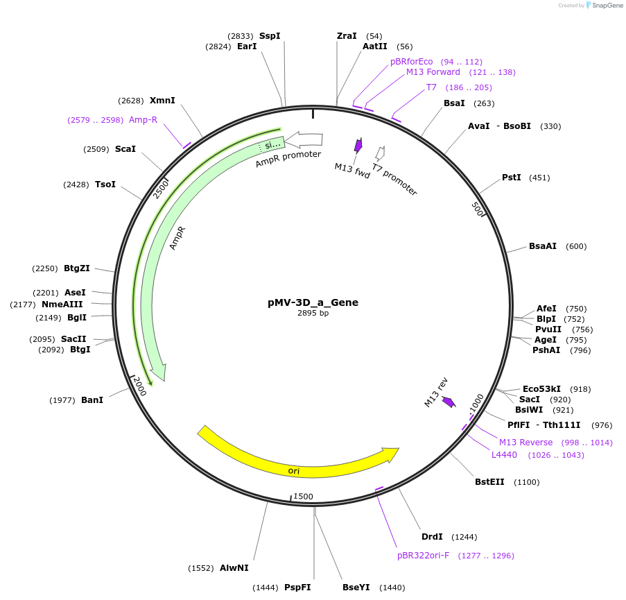 253708-plasmid-map-sequence-id-504341