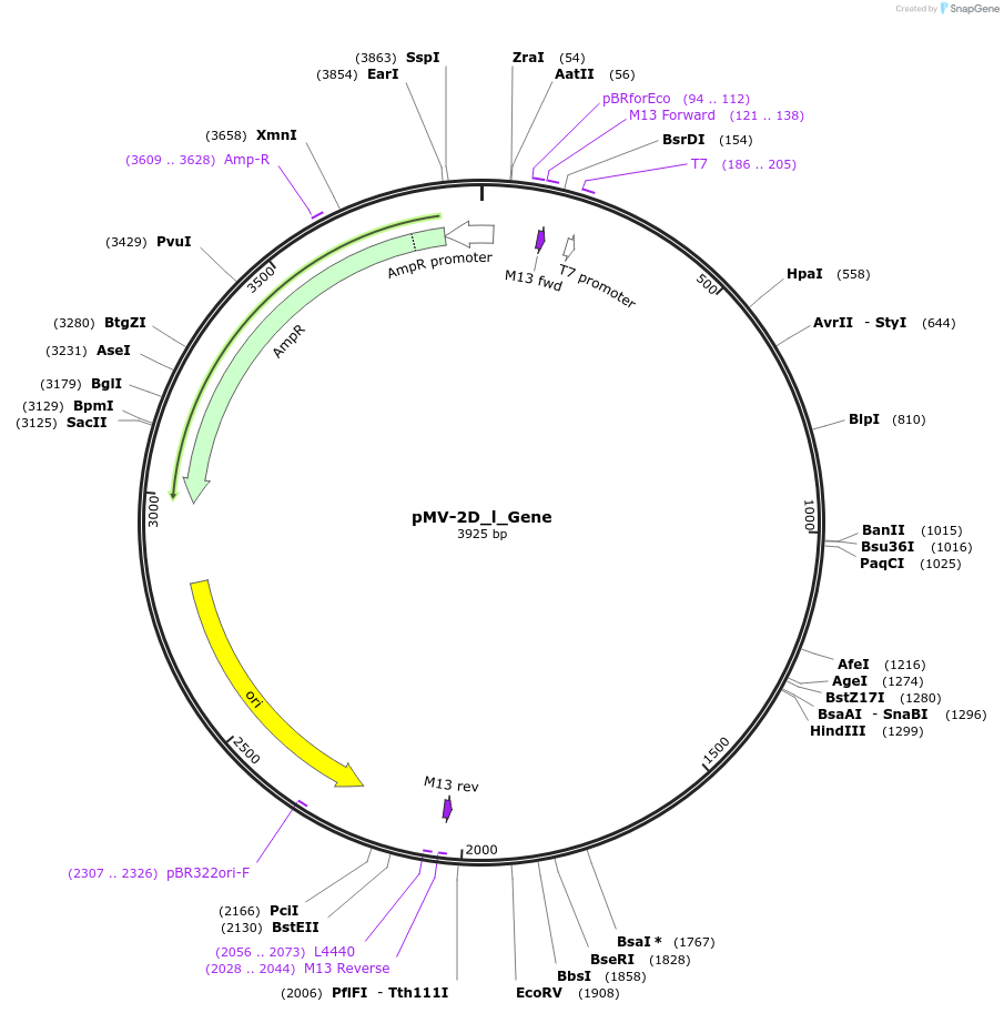 253707-plasmid-map-sequence-id-504343