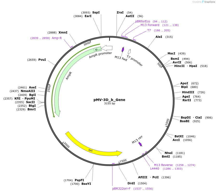 253710-plasmid-map-sequence-id-504347