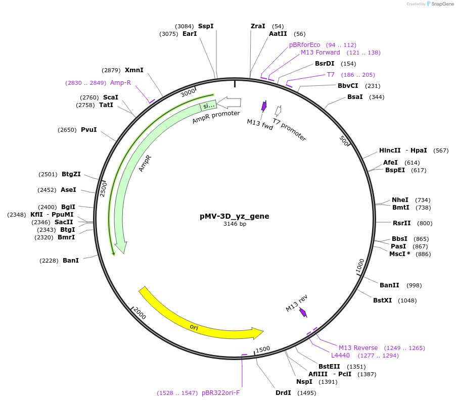 253711-plasmid-map-sequence-id-504349