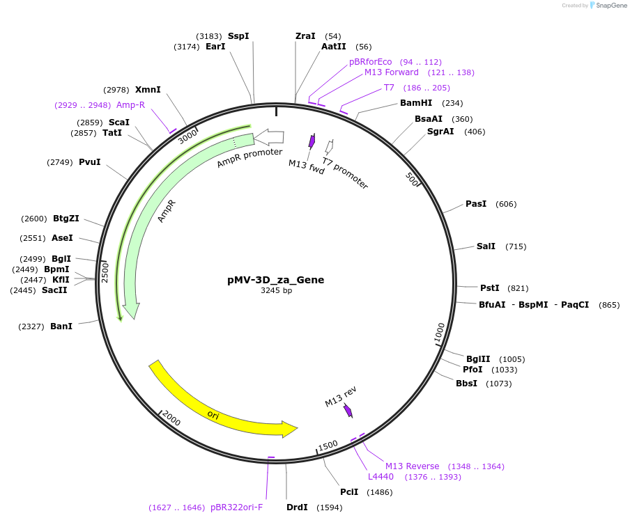 253709-plasmid-map-sequence-id-504351