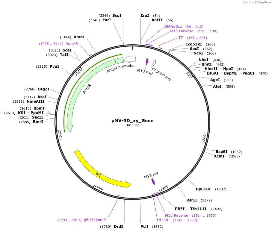 253717-plasmid-map-sequence-id-504354