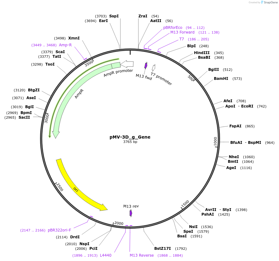 253716-plasmid-map-sequence-id-504356