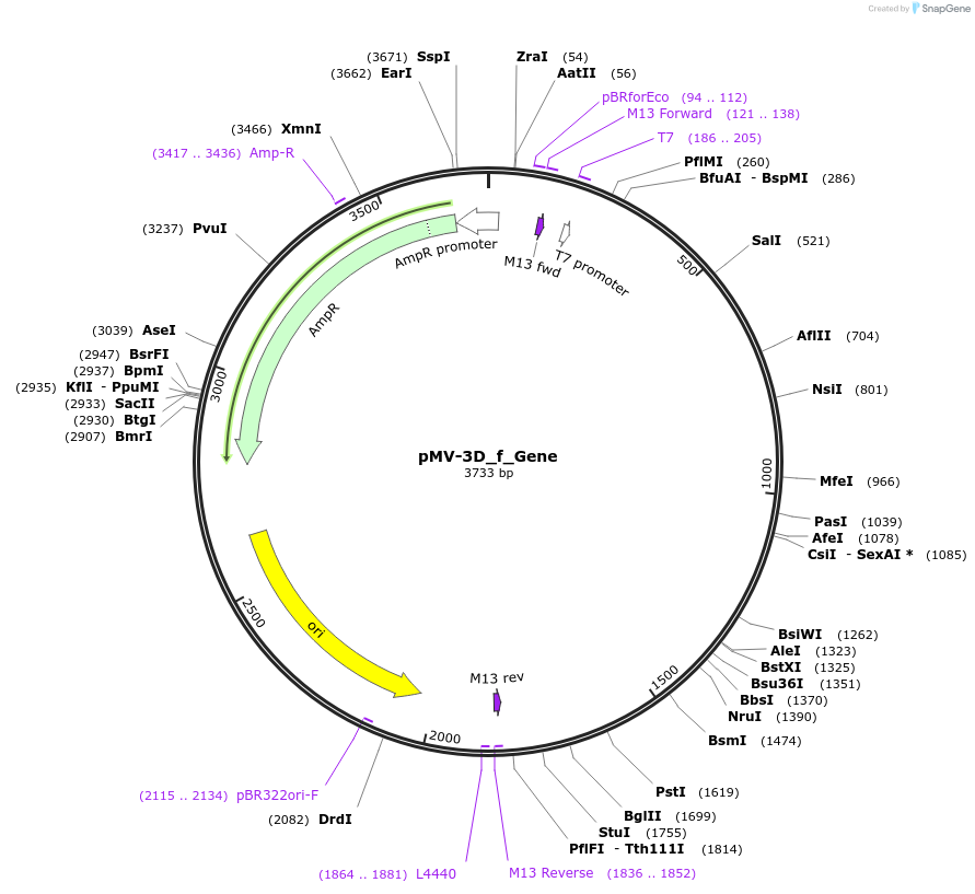 253715-plasmid-map-sequence-id-504358
