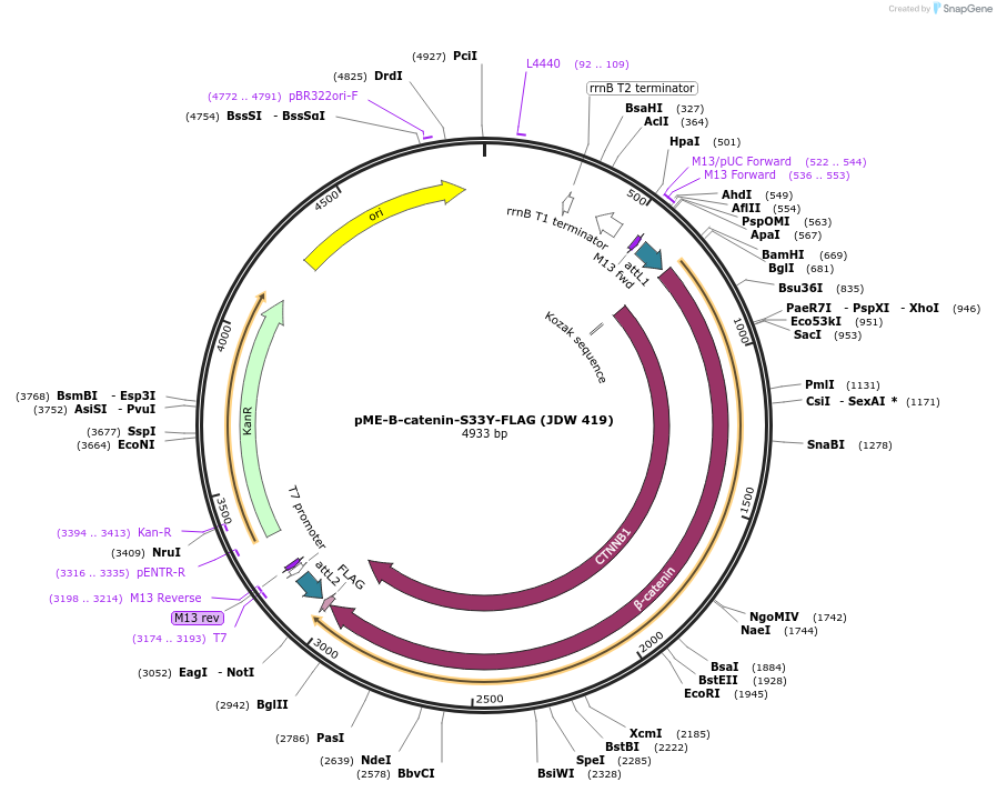 242565-plasmid-map-sequence-id-504364