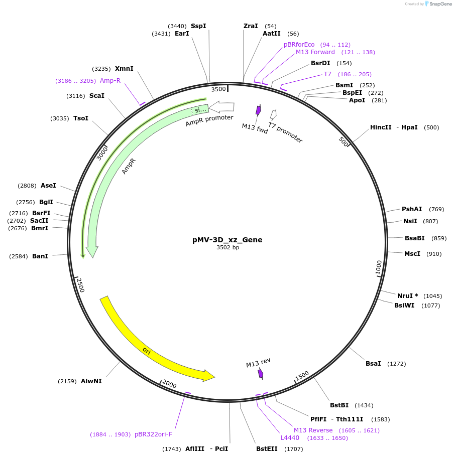 253718-plasmid-map-sequence-id-504368