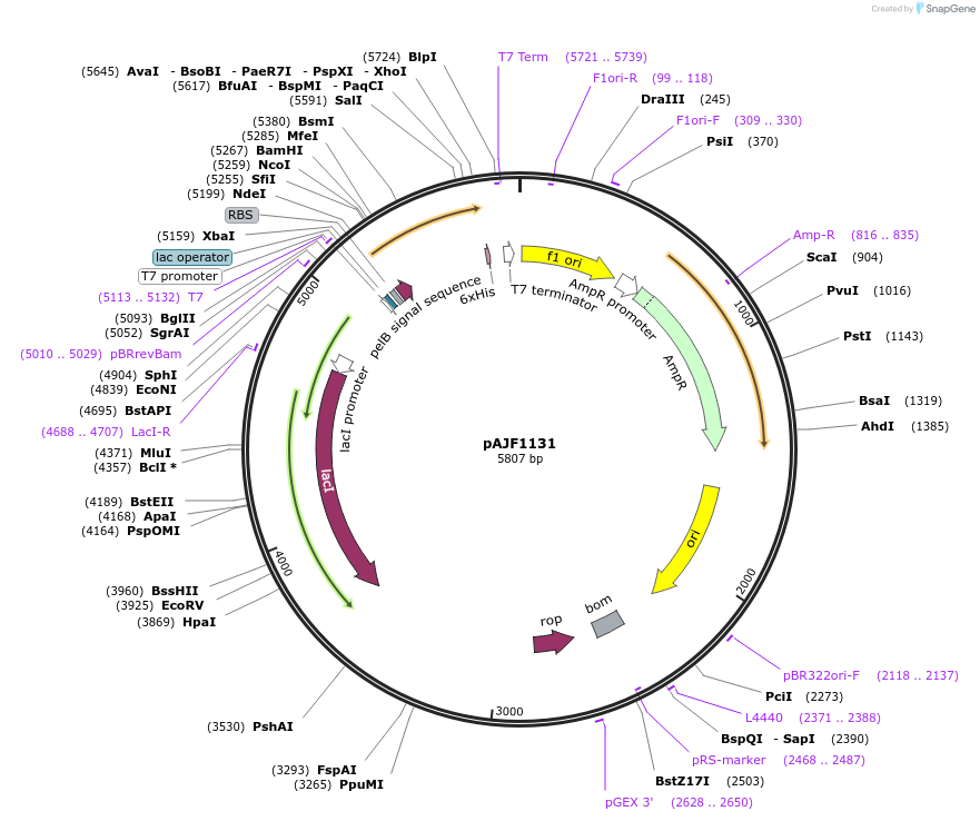 252906-plasmid-map-sequence-id-504369