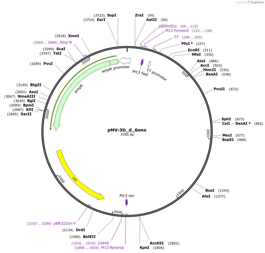 253713-plasmid-map-sequence-id-504370