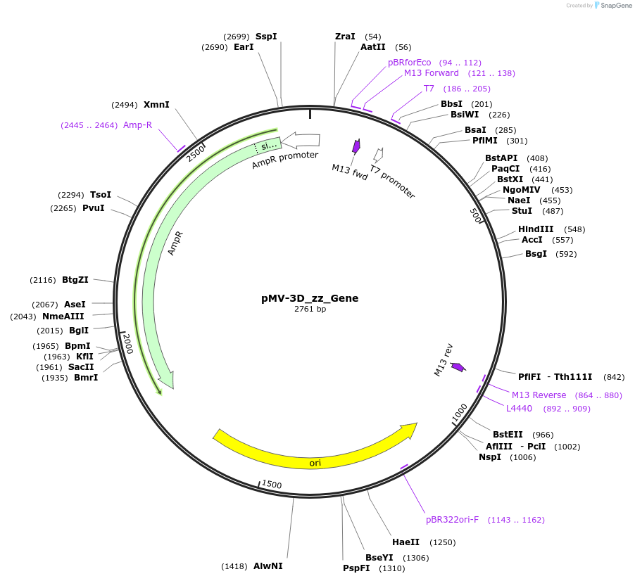 253712-plasmid-map-sequence-id-504372