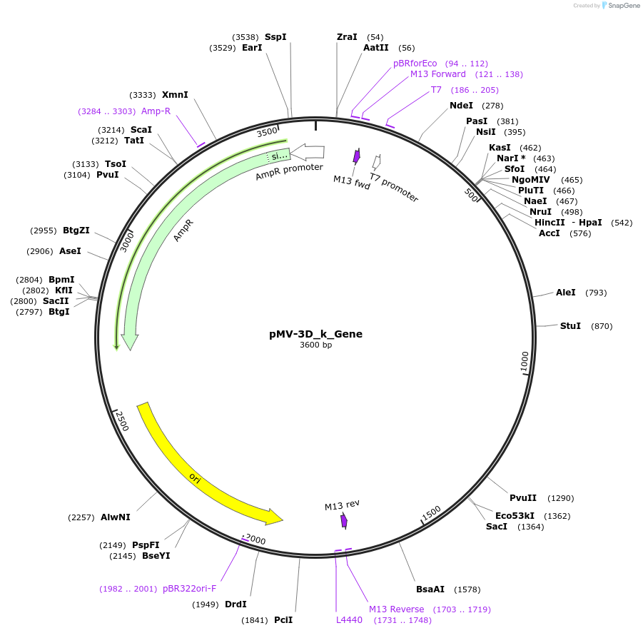 253722-plasmid-map-sequence-id-504374